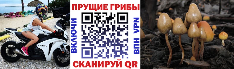 Псилоцибиновые грибы прущие грибы  Уфа 